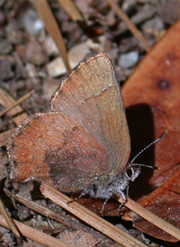 Brown Elfin